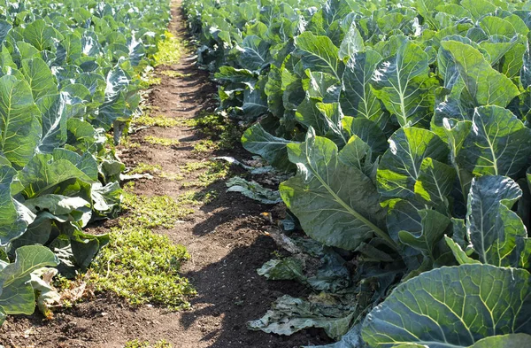 Kohlhof. Sonnenlicht auf Kohl im Garten. — Stockfoto