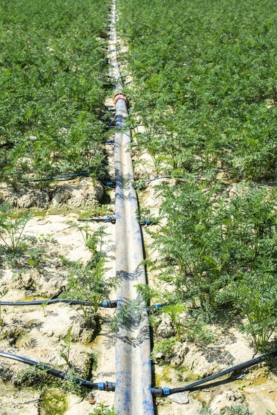 Cenouras em grandes terras agrícolas. Mangueiras de irrigação na plantação de cenouras . — Fotografia de Stock