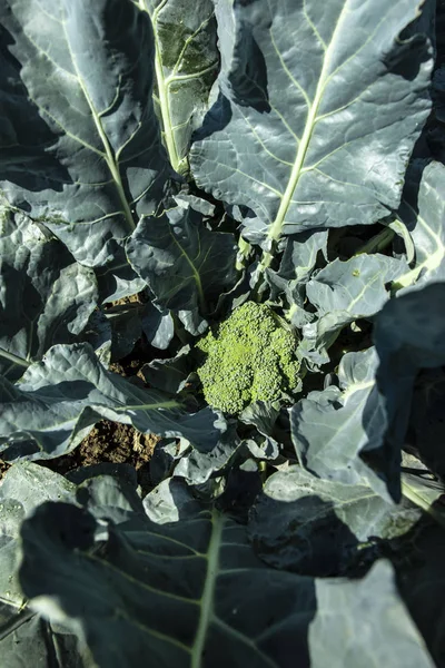Close-up broccoli in een boerderij. Grote broccoli plantage. Concept fo — Stockfoto