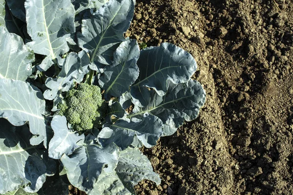 Close-up broccoli in een boerderij. Grote broccoli plantage. Concept fo — Stockfoto