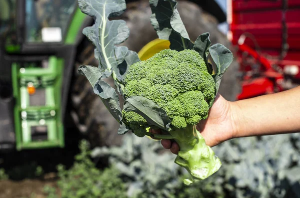 Lavoratori Mostrano Broccoli Nelle Piantagioni Raccolgo Broccoli Trattore Piattaforma Automatizzata — Foto Stock