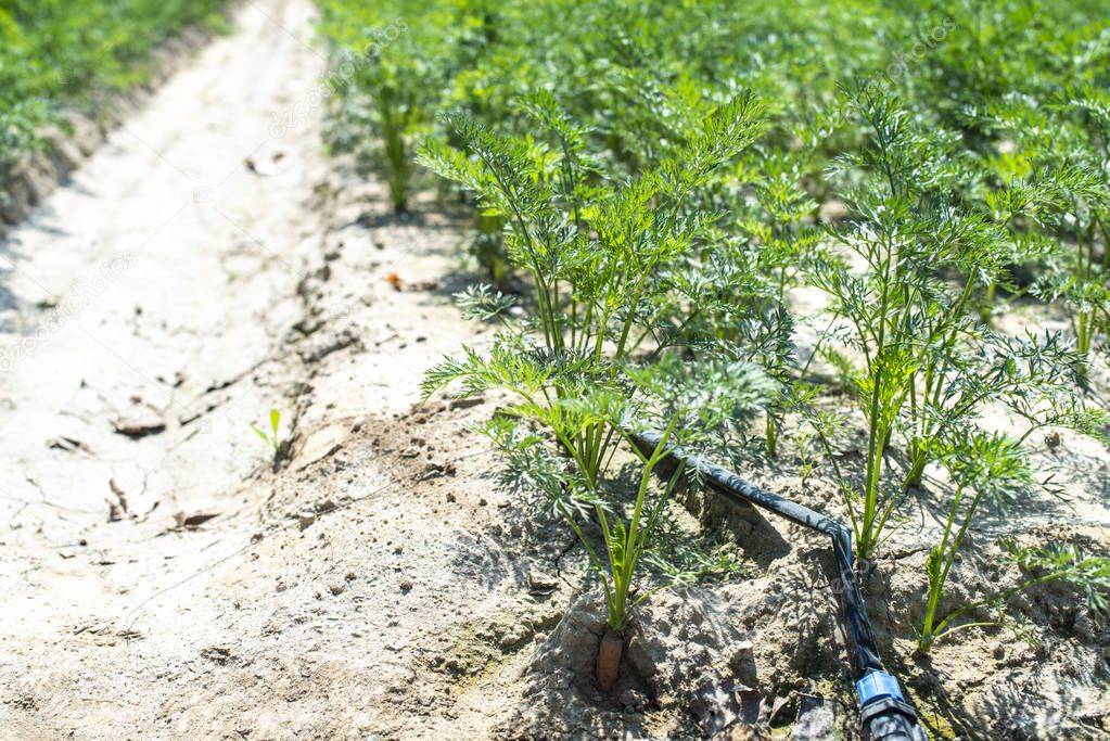 Carrots in big farmland. Irrigation hoses in carrot plantation. 