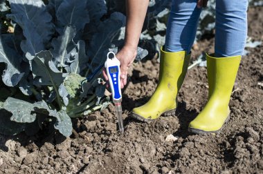 Brokoli ekiminde agronom toprağı ölçer. Yakın brokoli h