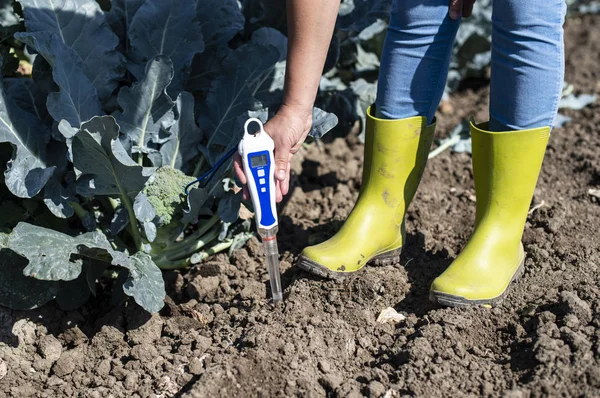 Agronom measure soil in broccoli plantation. Close up broccoli h