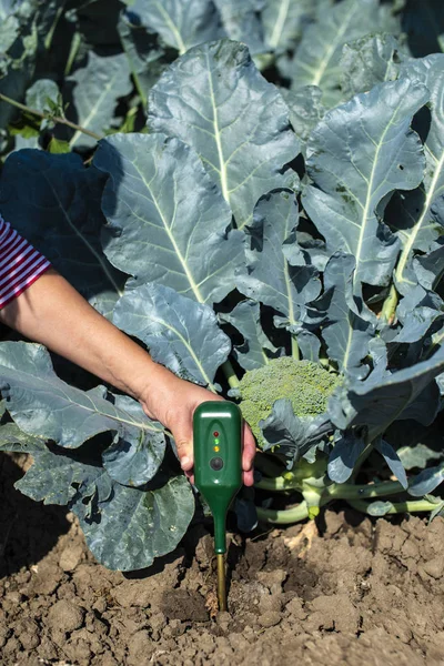 Agronom meet de grond in broccoli plantage. Close-up broccoli h — Stockfoto