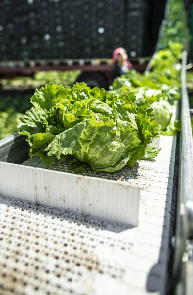 Tractor met productielijn voor oogst Sla automatisch. — Stockfoto