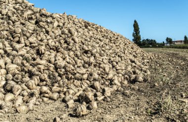 Çiftlikte yığın şeker pancarı.