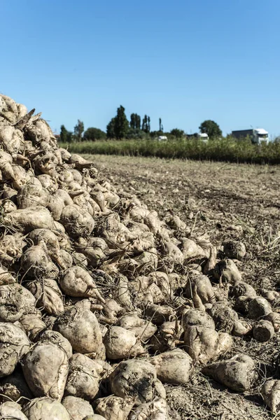 Montón de remolacha azucarera en la granja . — Foto de Stock