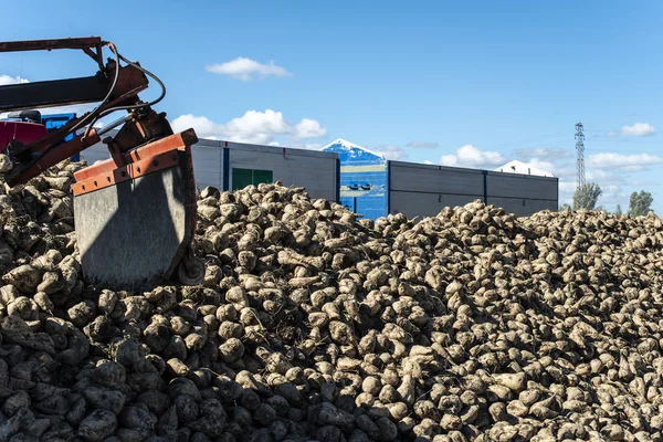 Machine harvest sugar beet.