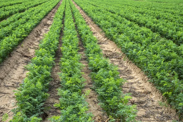Morot plantage. Växande morötter i rader. — Stockfoto