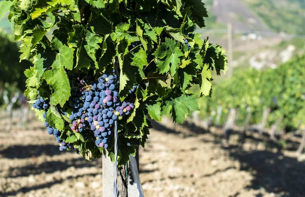 Révové údolí, vinice v řadách na kopci v Itálii. — Stock fotografie