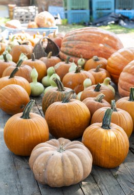 Piyasadaki birçok balkabağı çeşidi. Farklı tipte bal kabakları