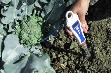 Agronom measure soil in broccoli plantation. Close up broccoli h clipart