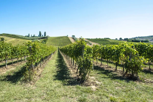 Witte druivenwijngaarden in Italië. Italiaanse wijnmakerij. — Stockfoto