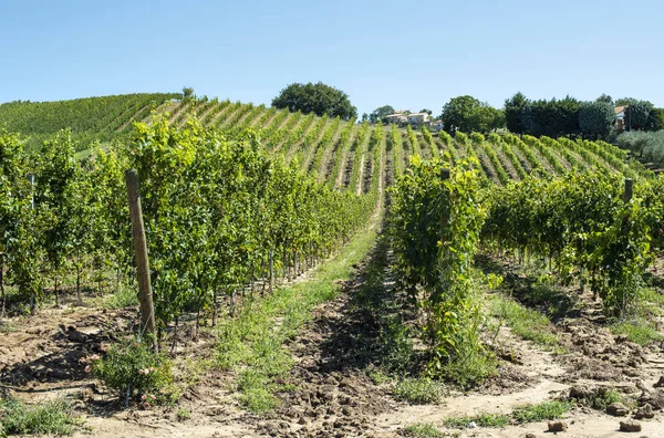 Witte druivenwijngaarden in Italië. Italiaanse wijnmakerij. — Stockfoto