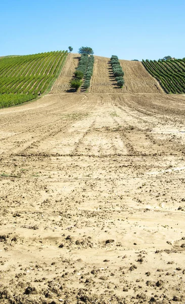 Olivenbäume in Reihen und Weinbergen in Italien. Oliven- und Weinbaubetrieb. — Stockfoto