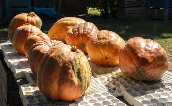 Verscheidenheid van vele pompoenen op de markt. Verschillende types pompoenen — Stockfoto