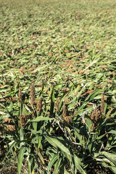 Millet plantages in het veld. Bundels gierstzaad. — Stockfoto