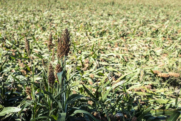 Millet plantages in het veld. Bundels gierstzaad. — Stockfoto