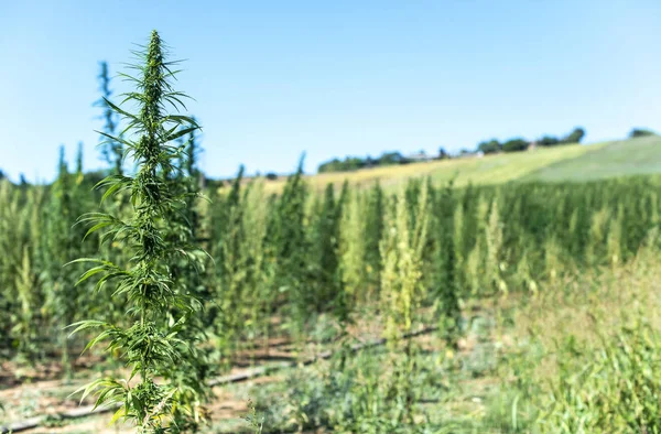 Marihuanová farma. Pěstování konopí sativa na farmě. — Stock fotografie