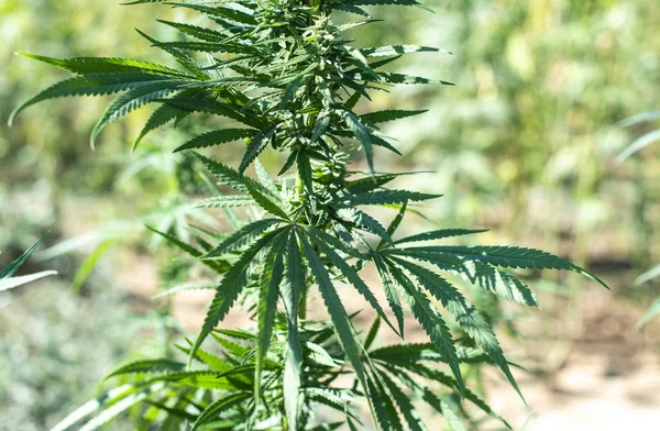 Marihuana-Farm. Anbau von Cannabis sativa in Farm. — Stockfoto