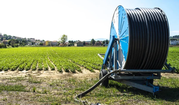 Bohnen-Plantage und Gießschlauch. kleine grüne Bohnenpflanzen in r — Stockfoto