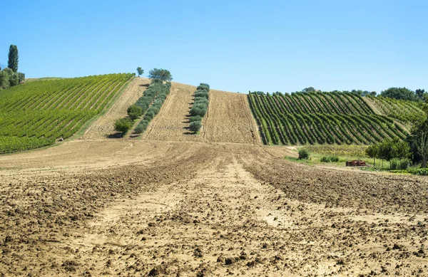 Olijfbomen in rijen en wijngaarden in Italië. Olijf- en wijnbouw. — Stockfoto