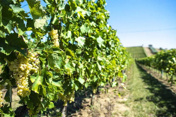 Witte druivenwijngaarden in Italië. Italiaanse wijnmakerij. — Stockfoto