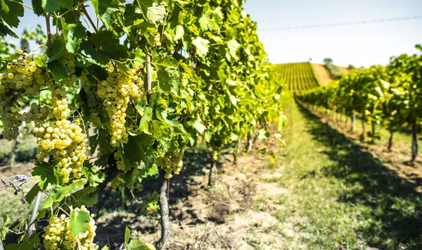 Witte druivenwijngaarden in Italië. Italiaanse wijnmakerij. — Stockfoto