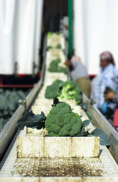 Oogst broccoli in de boerderij met tractor en transportband. Werknemers kiezen — Stockfoto