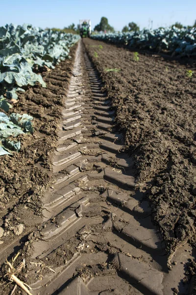 Trator em terras agrícolas de brócolis. Grande plantação de brócolos. Conceito f — Fotografia de Stock