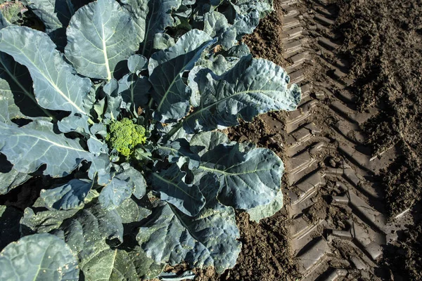 Close-up broccoli in een boerderij. Grote broccoli plantage. Concept fo — Stockfoto