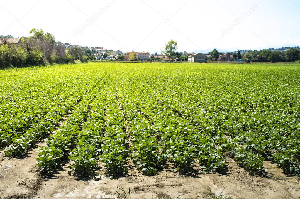Bean plantation. Small green bean plants in rows.