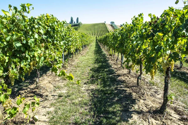 Fehér szőlőültetvények Olaszországban. Olasz borászat. — Stock Fotó