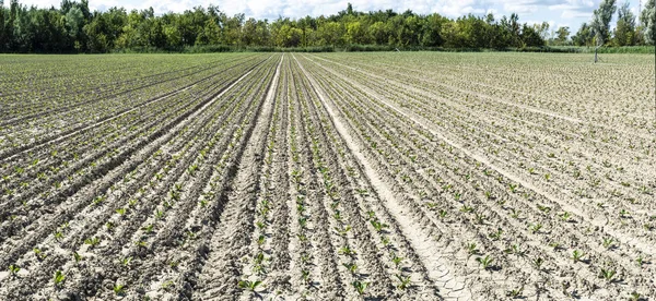 Suikerbieten plantage op rij. — Stockfoto