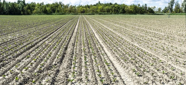 Plantação de beterraba sacarina em uma fileira . — Fotografia de Stock