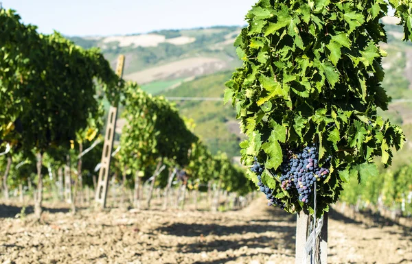 Szőlővölgy, szőlőskertek az olaszországi dombon. — Stock Fotó