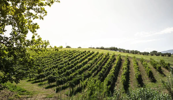 Wijngaarden op een heuvel op een rij. — Stockfoto