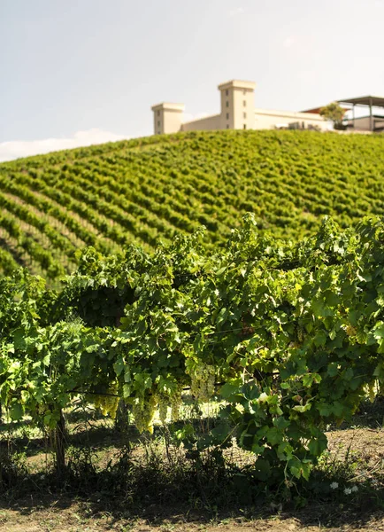 Wijnmakerij op heuvel en wijngaarden rijen. Wijnmakerij op de top van de — Stockfoto