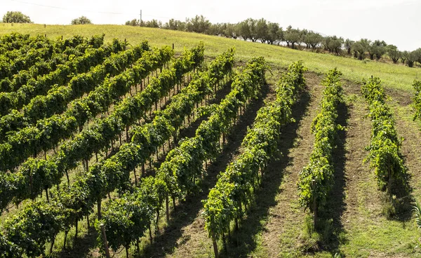 Wijngaarden op een heuvel op een rij. — Stockfoto