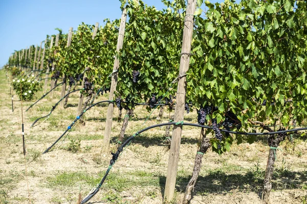 Wijngaarden op een heuvel op een rij. — Stockfoto