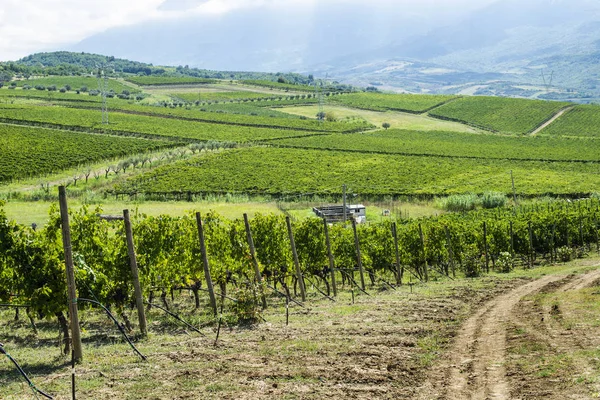 Wijngaarden op een heuvel op een rij. — Stockfoto