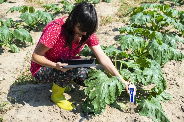Фермер вимірює ґрунт на плантаціях цукіні. Пристрій вимірювання ґрунту — стокове фото