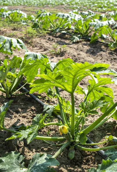 Zucchini no campo. Cultivo de abobrinha em fileiras . — Fotografia de Stock