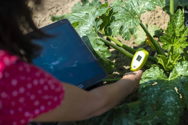 Jordbrukaren mäter jorden i Zucchini-plantage. Anordning för markmätning — Stockfoto