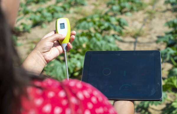 Farmer measure soil in Zucchini plantation. Soil measure device 