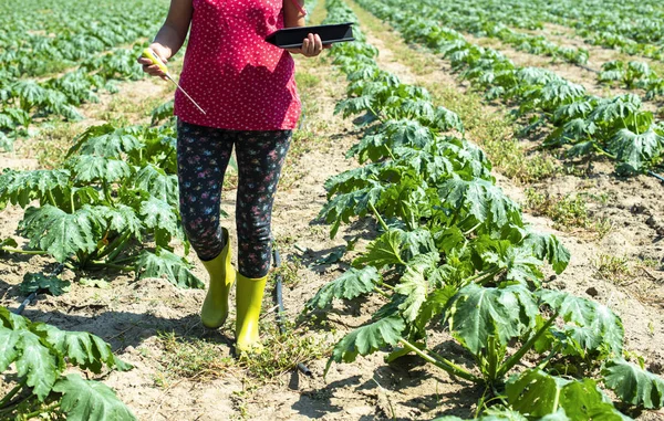Rolnik mierzy glebę na plantacji cukinii. Urządzenie do pomiaru gleby — Zdjęcie stockowe