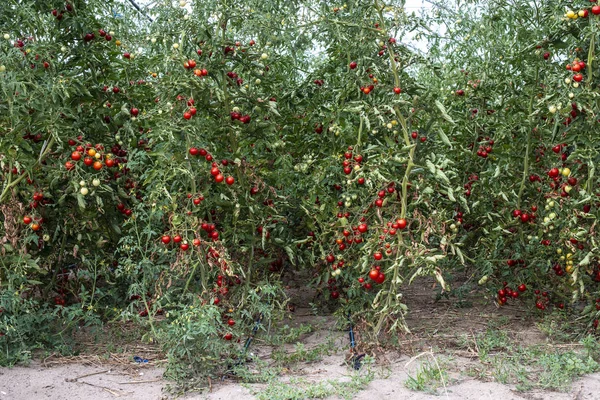 Маленькие помидоры в теплице — стоковое фото