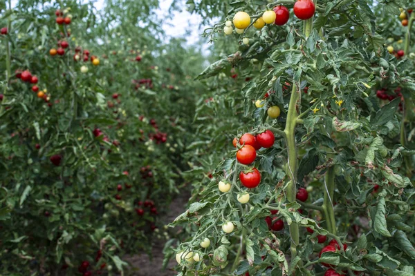 Small tomatoes in greenhouse — Stock Photo, Image