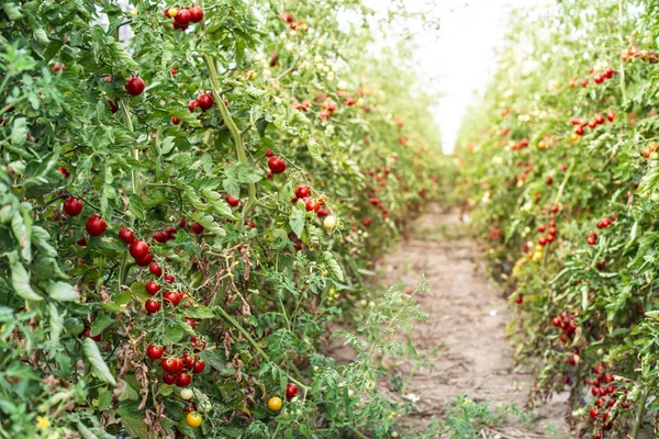 Small tomatoes in greenhouse — Stock Photo, Image